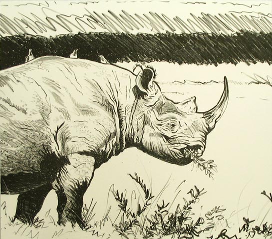 Paul Henery - Black Rhino, Ngorongoro Crater